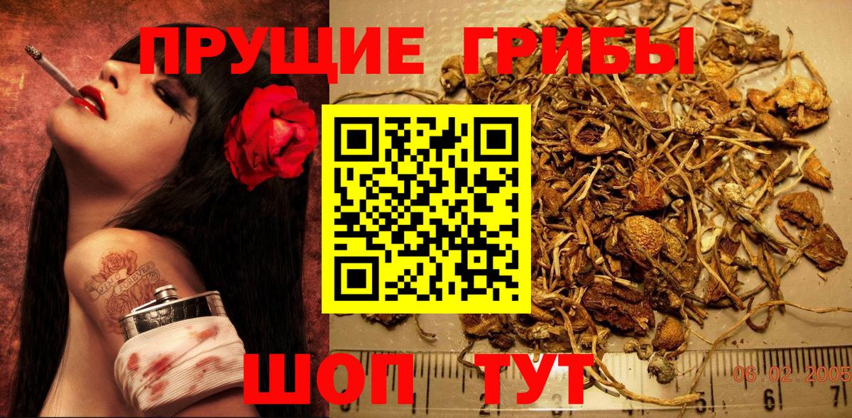 Псилоцибиновые грибы GOLDEN TEACHER Корсаков
